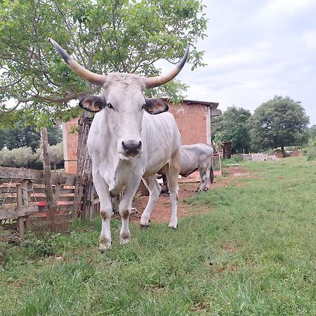 Bed and Breakfast Ranch Radin Brtonigla Esterno foto