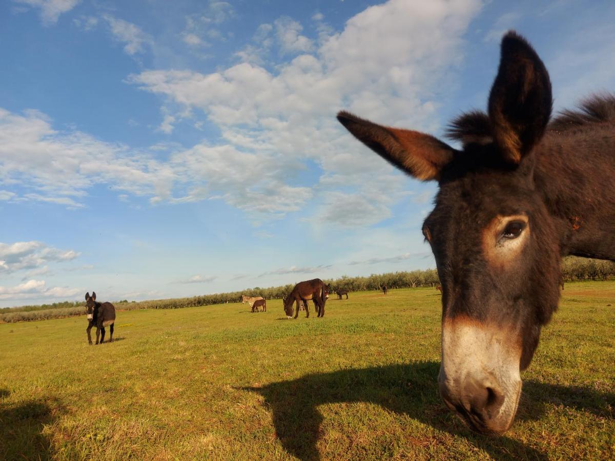 Bed and Breakfast Ranch Radin Brtonigla Esterno foto