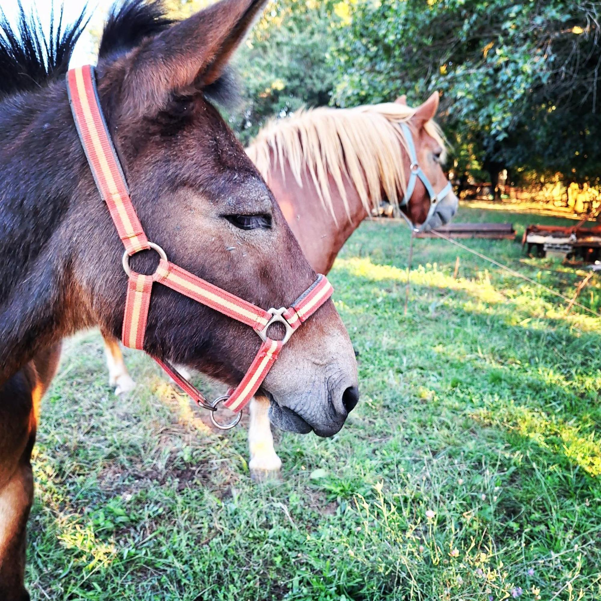 Bed and Breakfast Ranch Radin Brtonigla Esterno foto