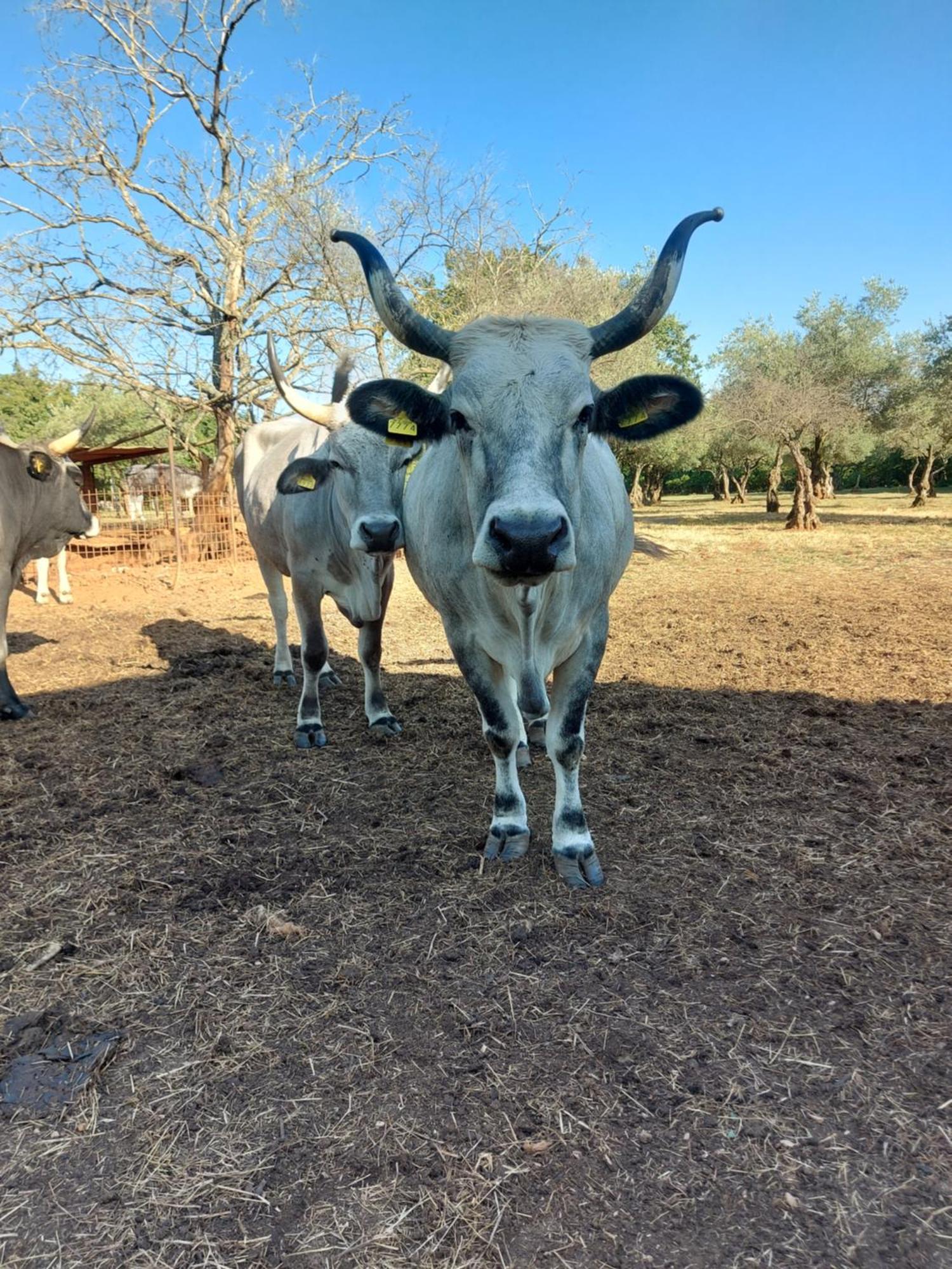 Bed and Breakfast Ranch Radin Brtonigla Esterno foto