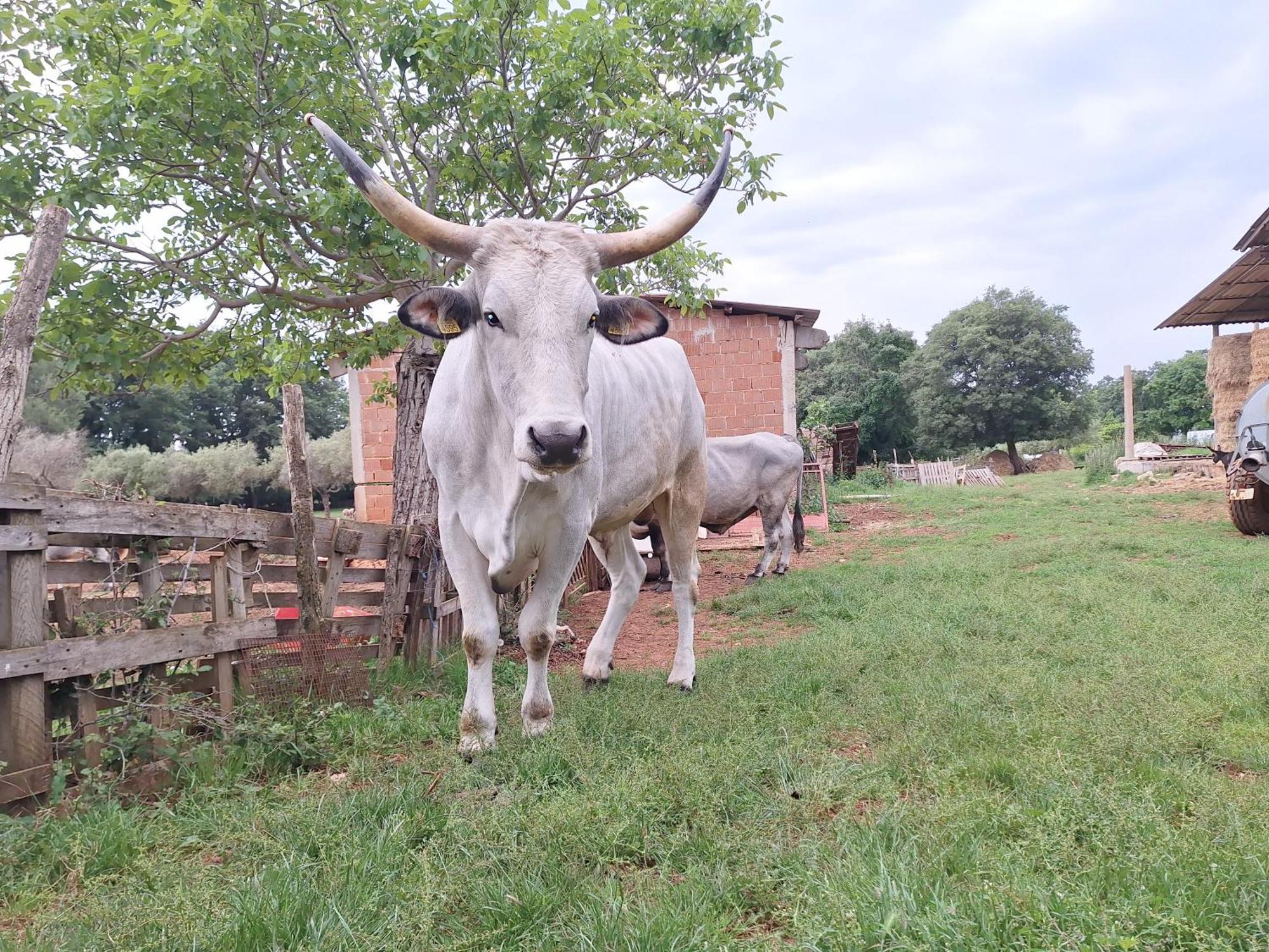 Bed and Breakfast Ranch Radin Brtonigla Esterno foto