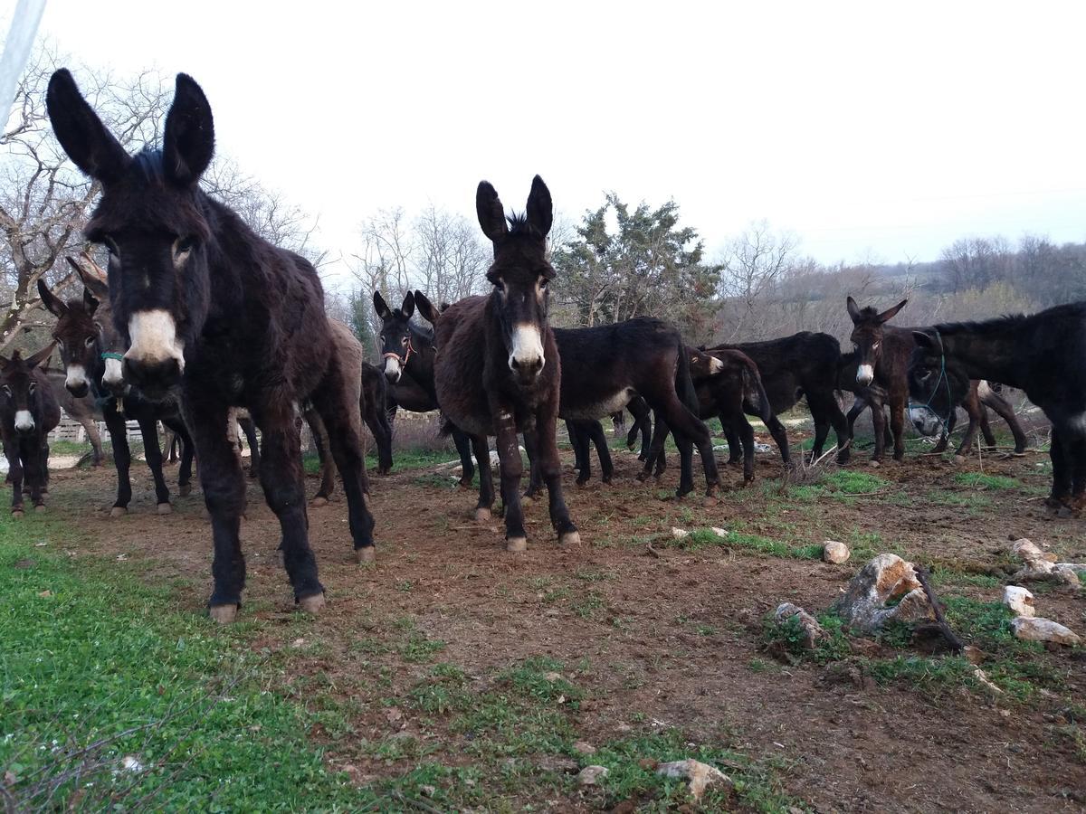 Bed and Breakfast Ranch Radin Brtonigla Esterno foto