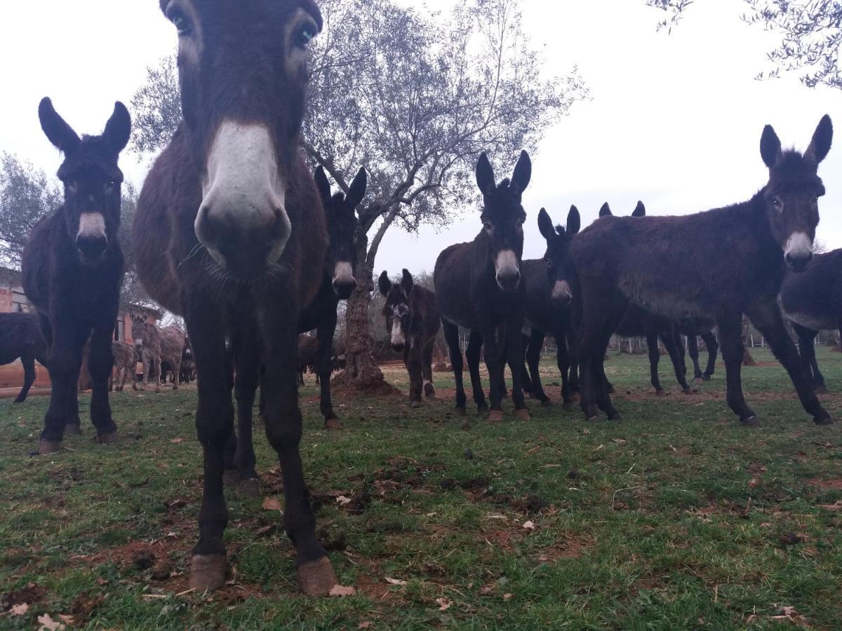 Bed and Breakfast Ranch Radin Brtonigla Esterno foto